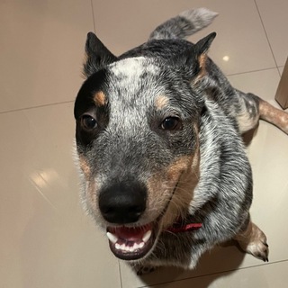 Пес по скидке