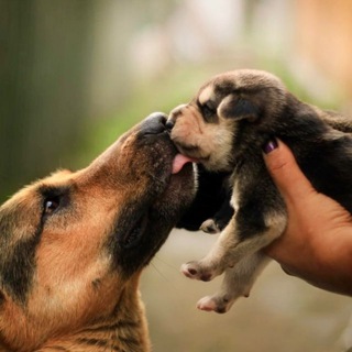 Приют ЛАПУШКИ (бывш.Теремок) СПб Гатчина