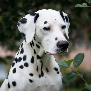 Далматины из Терлецкой Дубравы