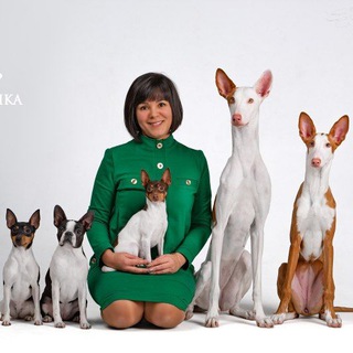 TERRA BALTIKA питомник. Той-фокстерьер, бостон терьер, поденко ибиценко