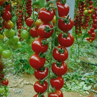 Agro marketing®️(Uyda qoling)