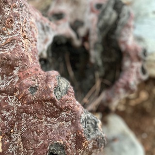 Тексты Тела