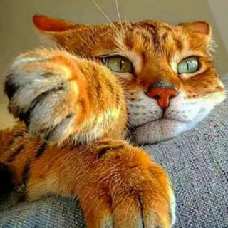 Пятничный Кот