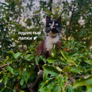 ᴨуɯиᴄᴛыᴇ ᴧᴀᴨᴋи 🐾