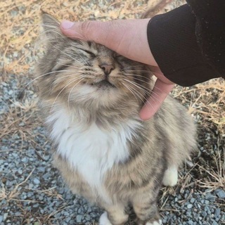 четыре вселенные, художества и лис