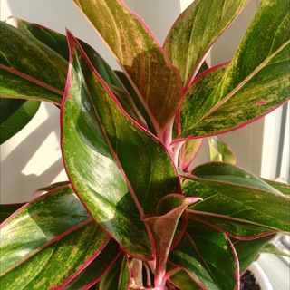 🌱 Зеленое логово