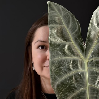 Хойи Мельхер