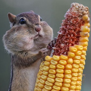 Всё про животных ❤️