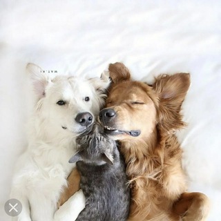 Потеряшки Донецка и Макеевки