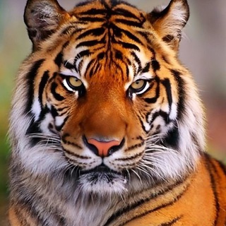 Тигриное царство