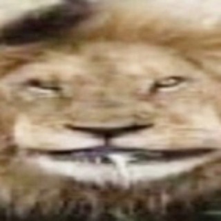 Tigrilya // BattleBit