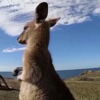 Мемы и точка