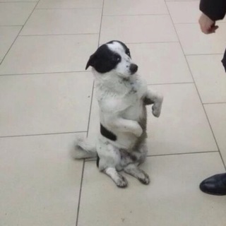 Ищу тебя | Тимашевск поиск животных Тимашевска потеряшки