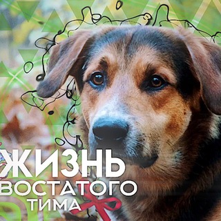 Жизнь хвостатого Тима