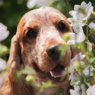 Луи с Уолл-стрит