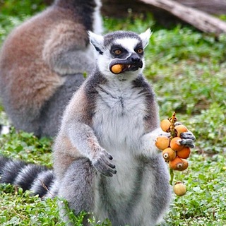 кокич или кочич