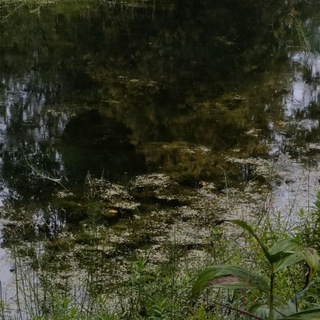 🌲ᛠᛋᚺᚣ ƃᛟᚳᛟᛠᚺᚣᚱ🌲