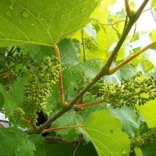 Шум в ушах / Tinnitus / Помоги себе сам