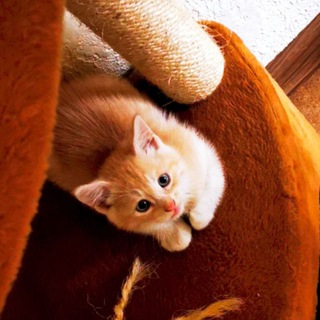 тмолбики и бигбики