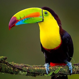 ПРОМО ТОКО-КОНТЕНТ ДЛЯ ТУРАГЕНТОВ