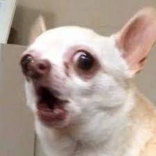 ЧихуЯхуЯ животный юмор