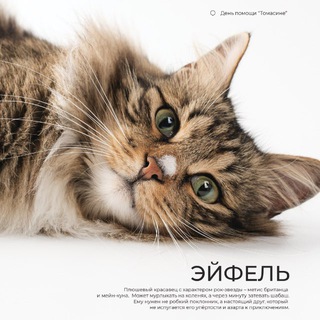 Томасина_cat