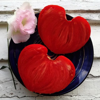 СЕМЕНА коллекционные