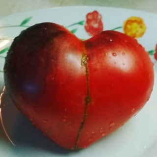 Томатосемена tomato.semena