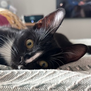 Дневник хвостатой