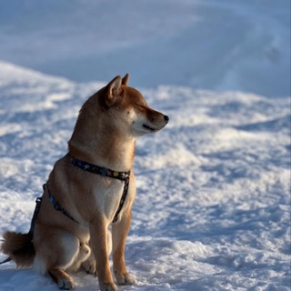 𝑺𝒉𝒊𝒃𝒂.𝑯𝒐𝒔𝒉𝒊𝒌𝒐