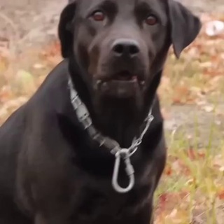 Сильнейший игрок