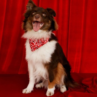 Тошка-барабошка. Мини ауссятина🐶