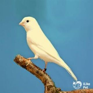 Канарека 100%