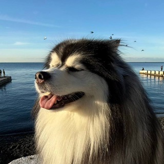 Обо(н)яние Тотомбера