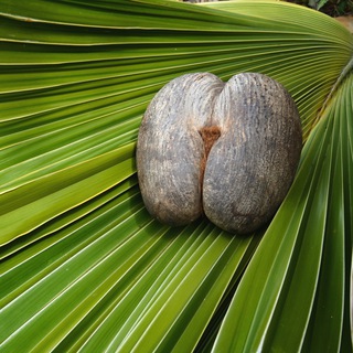 Tourism Seychelles Rus & CIS 🏝️