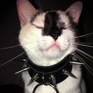 Токсоплазмо:З