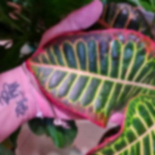 TPlants 💛💚❤️