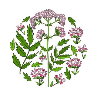 МАНИН ЧАЙ🌸🌿