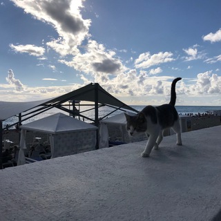 Travel по жизни 🐈