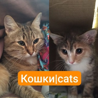 Кошки|Cats.