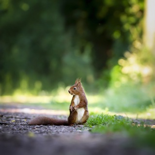 Фото, Картинки