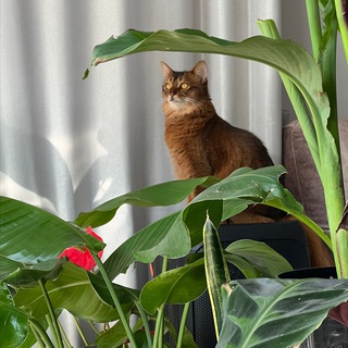 ТропикАнка. Растения и интерьер.