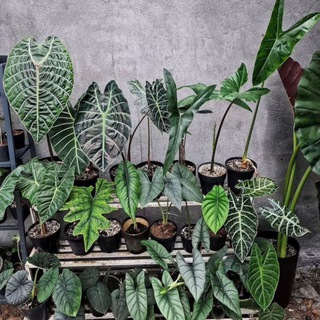 ТропикиДома