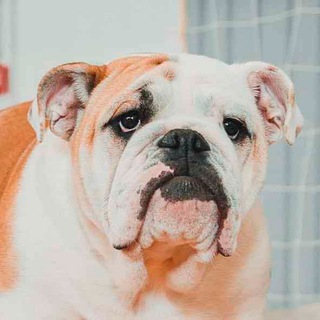 Мой Бульдог (все о бульдогах, уход, щенки)