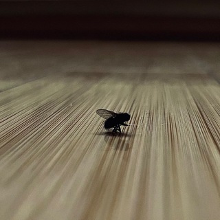 tacete, stultissimi!