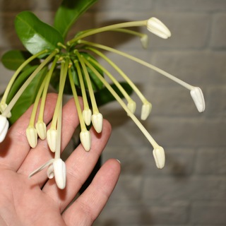 Цветушечная. Тая Кудлай