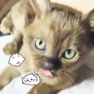 тотош сошел с ума