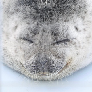 тюлени каждый день