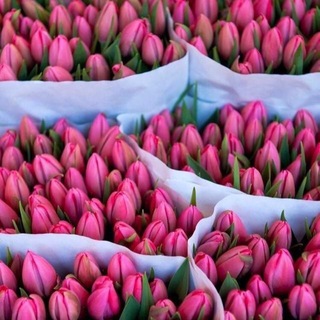 🌷 Тюльпаны Подольск 🌷