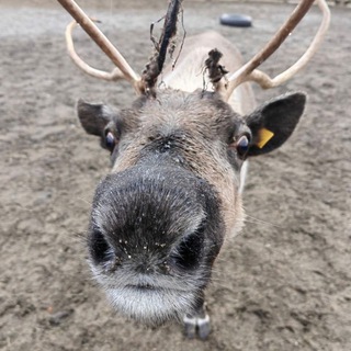 ТЕРИБЕРКА! СИЯНИЕ!